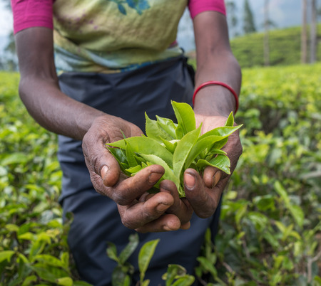 Tea pickers in Nuwara Eliya, Sri Lankaの写真素材