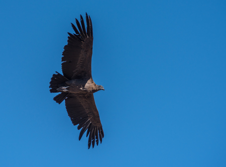 Andean condor, national symbol of Peru