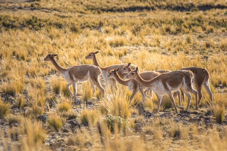 Group of vicunas in the peruvian Andesの写真素材