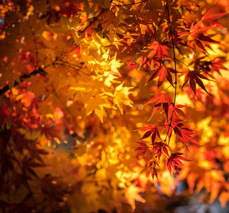 autumn leaves, very shallow focus