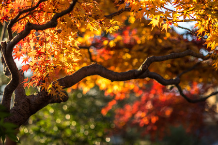 autumn tree, very shallow focusの写真素材