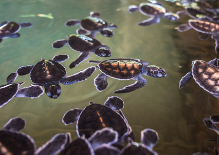 cute baby turtles swimming in the waterの写真素材