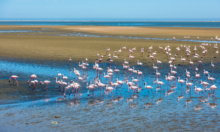 Flock of flamingos at Walvis Bay, Namibiaの写真素材