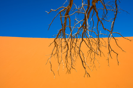 Dead Camelthorn Trees and red dunes in Sossusvlei, Namib-Naukluft National Park, Namibiaの写真素材