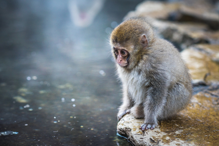 Snow monkey or Japanese Macaque in hot spring onsenの写真素材