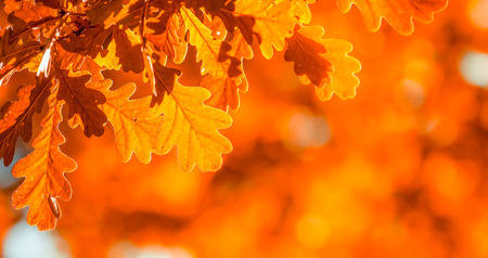 autumn leaves, very shallow focusの写真素材