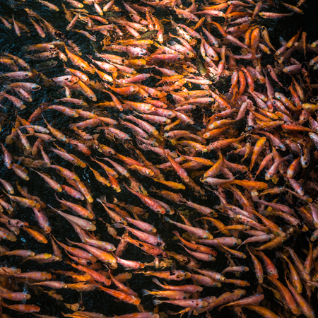 School of goldfishes, Madu Ganga, Sri Lankaの写真素材