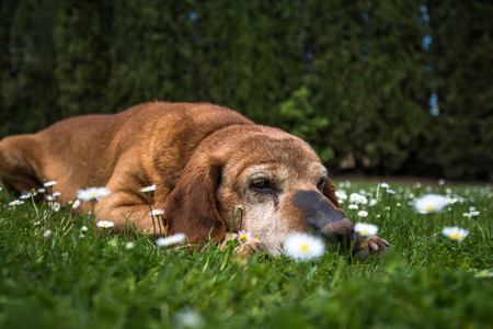 A cute dog in a chamomile field