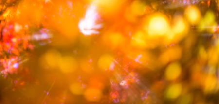 defocused red leaves, perfect autumn backgroundの写真素材