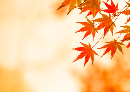 autumnal background, slightly defocused red maple leavesの写真素材