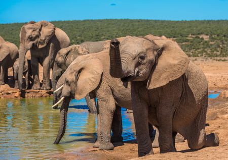 Elephantâs herd at water hole, South Africaの写真素材