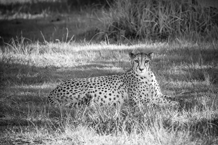Cheetah in a grass, South Africaの写真素材