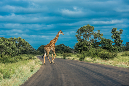 Giraffe crossing the road, Kruger National Park, South Africa.の写真素材