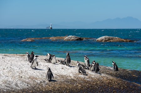 Penguins at Boulders beach in Simons Town, Cape Town, Africaの写真素材