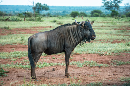 Blue wildebeest in Kruger National Park, South Africaの写真素材