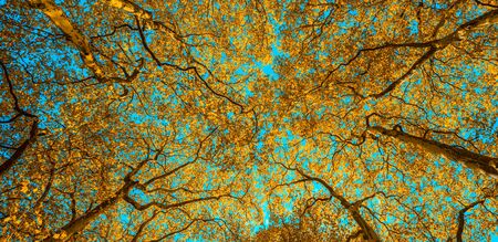 Autunm trees in the park, perfect fall sceneryの写真素材