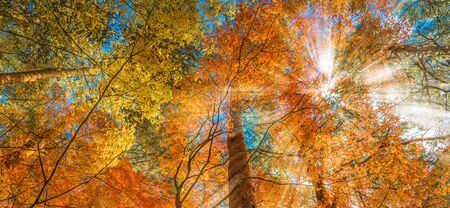 multi colour trees in the autumn forestの写真素材