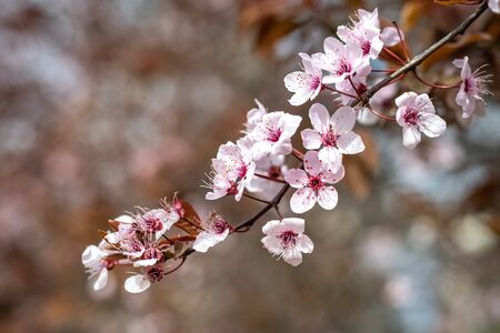 Sakura cherry blossom, soft focus. Nice spring background.の写真素材