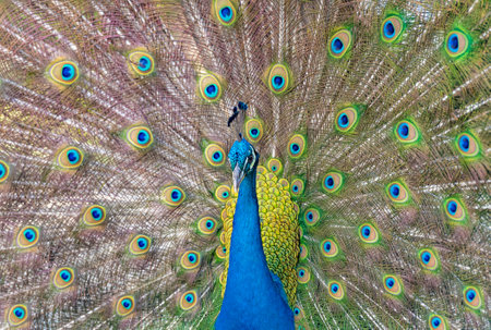 Beautiful Indian peacockÂ displaying his tailの写真素材