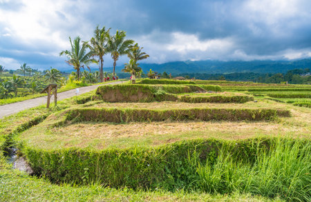 Jatiluwih Rice Terraces in Bali, Indonesiaの写真素材