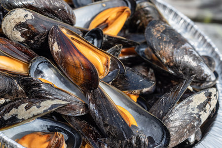 Steamed mussels in a pot. Delicious seafood plate.