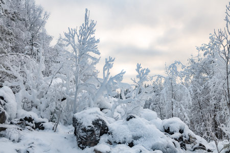 Snow-covered forest on a frosty winter day.の写真素材