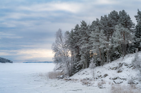 Snow-covered forest on a frosty winter day.の写真素材