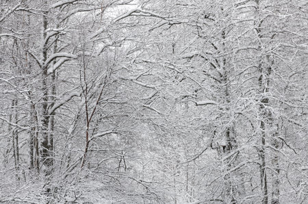 Snow-covered forest on a frosty winter day.の写真素材