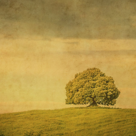 Vintage image of a tree in a field.の写真素材