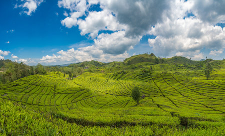 Rancabali Tea Plantation near Bandung in West Java, Indonesia.の写真素材