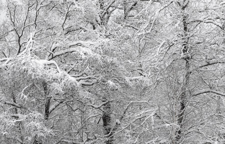 Snow-covered forest on a frosty winter day.の写真素材
