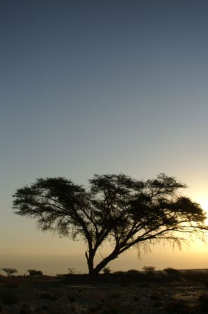 Desert landscape - a tree in Arava desert, Israel on sunriseの写真素材