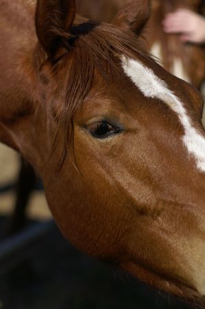 A horse in a farm - a sad sightの写真素材