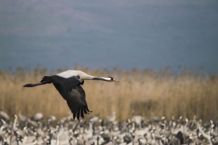 Migrating grey cranes over Hula lake reserve, Israel at spring on the way back to Europeの写真素材