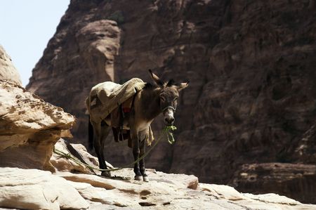 Tourist vacation in nabatean town Petra, beduins experience, Jordan