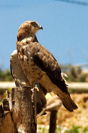 Eagle sitting on tree branch in zooの写真素材