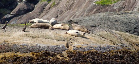 Skye island sealsの写真素材