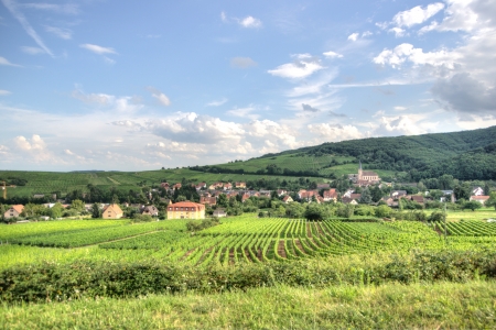 Hiking in Alsace with vinewyard views in France vacationの写真素材