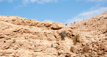 Wadi celt judean desert travel attraction in Israelの写真素材
