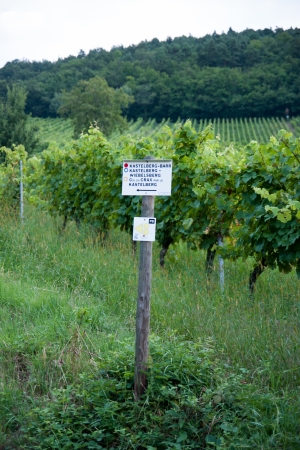 Hiking in Alsace with vinewyard views in France vacationの写真素材