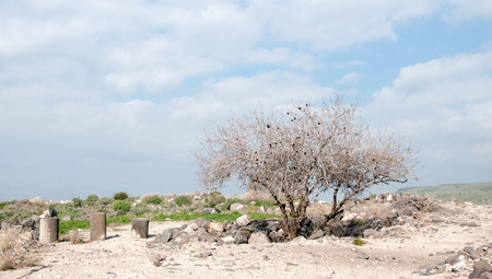 Israeli national park with anchient ruins and  archaeological excavation