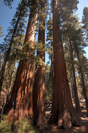 Hiking near Sequoia trees in Mariposa Groveの写真素材
