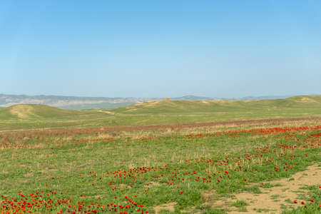 Beautiful nature in georgia khahetia travel fieldsの写真素材