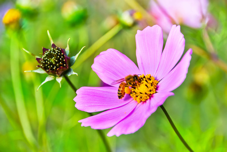 A honeybee rested on a flower.の写真素材