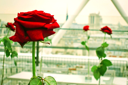Roses in Paris, France.の写真素材