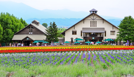 Colorful flower field and a green house in Hokkaido, Japanのeditorial素材