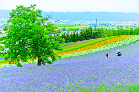 Hokkaido, Japan - July 6, 2014: View of the flower field with some tourists visiting in summer in Hokkaido, Japan on July 6, 2014.のeditorial素材