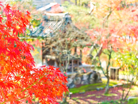 View of the Japanese garden in autumn in Kyoto, Japan.