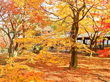 View of colorful autumn foliage in the Japanese garden in Kyoto, Japan.