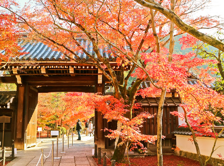 Kyoto, Japan - December 5, 2015: View of colorful autumn foliage in the Zenrin-ji Temple in Kyoto on...